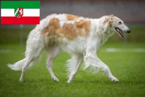 Read more about the article Criadores de Borzoi e cachorros na Renânia do Norte-Vestefália