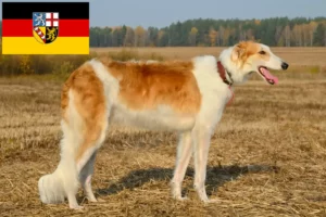 Read more about the article Criadores de Borzoi e cachorros em Saarland