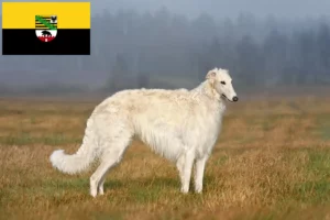 Read more about the article Criadores de Borzoi e cachorros em Saxónia-Anhalt