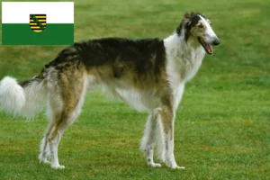Read more about the article Criadores de Borzoi e cachorros na Saxónia