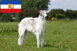 Read more about the article Criadores de Borzoi e cachorros em Schleswig-Holstein