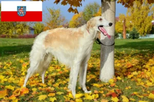Read more about the article Criadores de Borzoi e cachorros em Thuringia