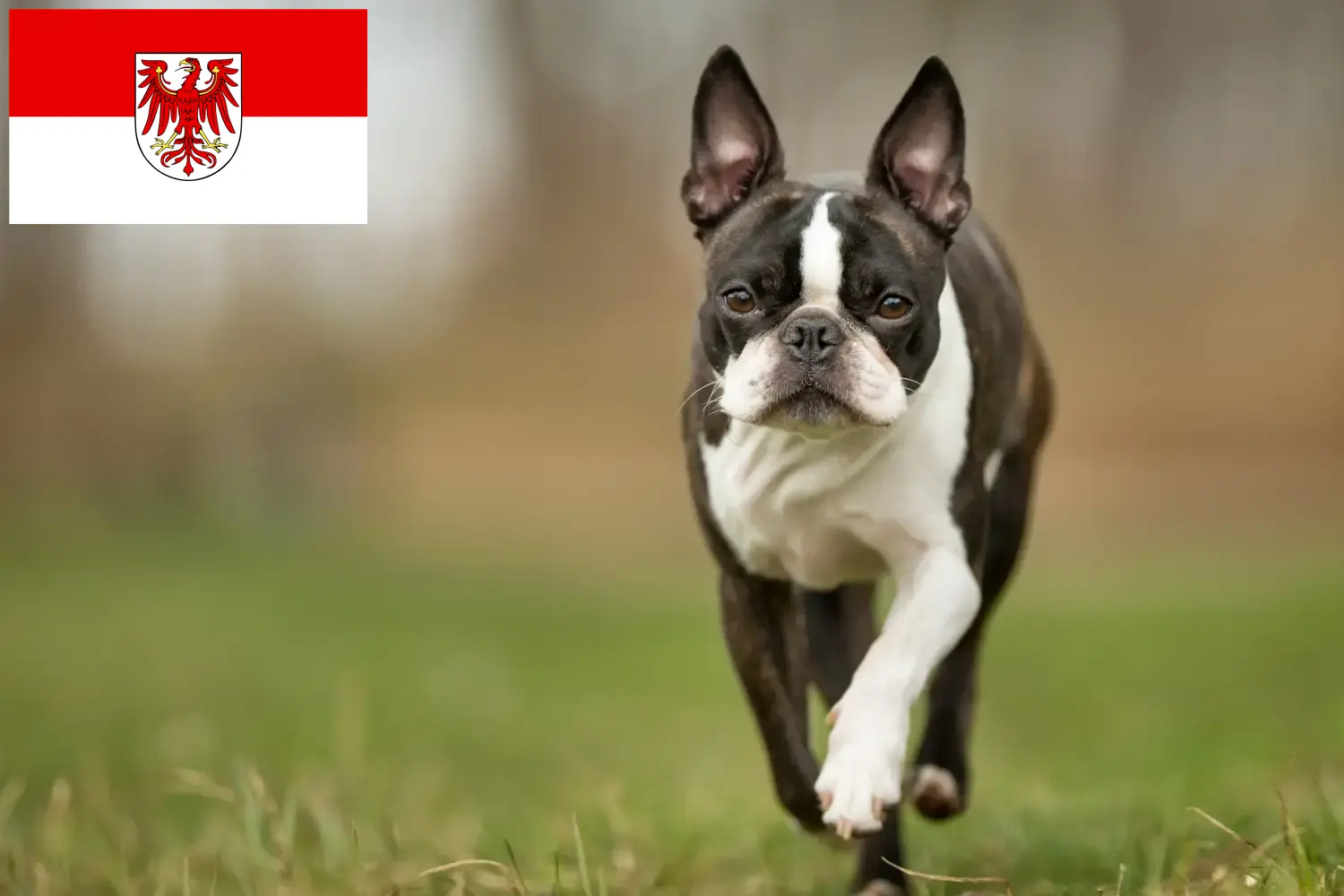 Boston Terrier cachorros e criadores Brandenburg Encontre aqui criadores de Boston Terrier em Brandenburg.