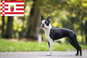 Read more about the article Boston Terrier criadores e cachorros em Bremen