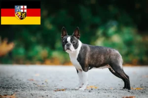 Read more about the article Boston Terrier criadores e cachorros em Saarland