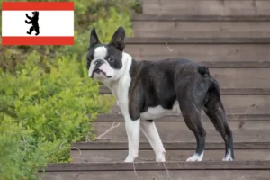 Read more about the article Boston Terrier criadores e cachorros em Berlim