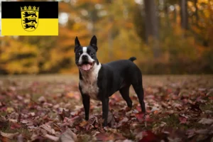 Read more about the article Criadores de Boston Terrier e cachorros em Baden-Württemberg