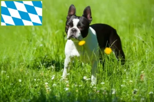 Read more about the article Criadores de Boston Terrier e cachorros na Baviera