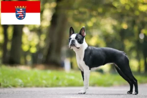Read more about the article Boston Terrier criadores e cachorros em Hessen