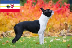 Read more about the article Criadores de Boston Terrier e cachorros em Mecklenburg-Vorpommern