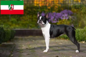 Read more about the article Criadores de Boston Terrier e cachorros em Renânia do Norte-Vestefália