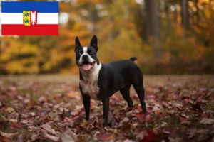 Read more about the article Boston Terrier criadores e cachorros em Schleswig-Holstein