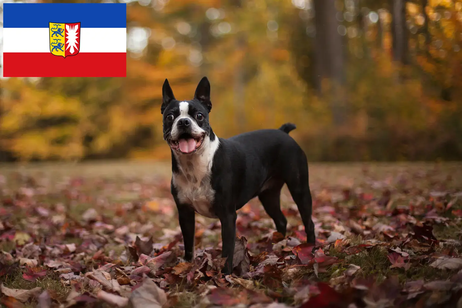 Read more about the article Boston Terrier criadores e cachorros em Schleswig-Holstein