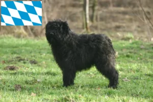 Read more about the article Criadores de Bouvier des Flandres e cachorros na Baviera