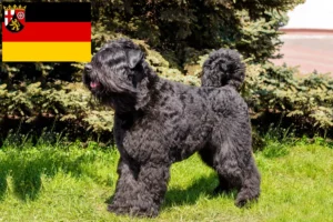 Read more about the article Criadores de Bouvier des Flandres e cachorros na Renânia-Palatinado