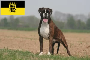 Read more about the article Criadores de Boxer e cachorros em Baden-Württemberg