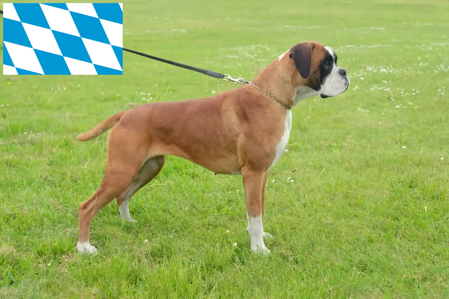 Boxer cachorros e criadores Baviera Aqui pode encontrar criadores de Boxer na Baviera.