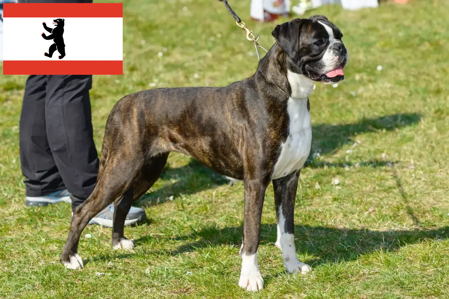 Boxer cachorros e criador Berlim Aqui pode encontrar criadores de Boxer em Berlim.