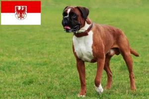 Read more about the article Criadores de boxer e cachorros em Brandenburg