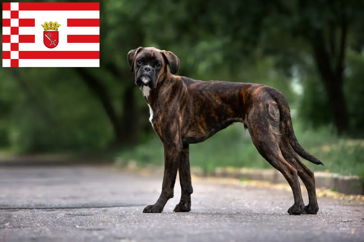 Boxer cachorros e criador Bremen Aqui pode encontrar criadores de Boxer em Bremen.