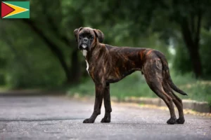 Read more about the article Criadores de boxer e cachorros na Guiana