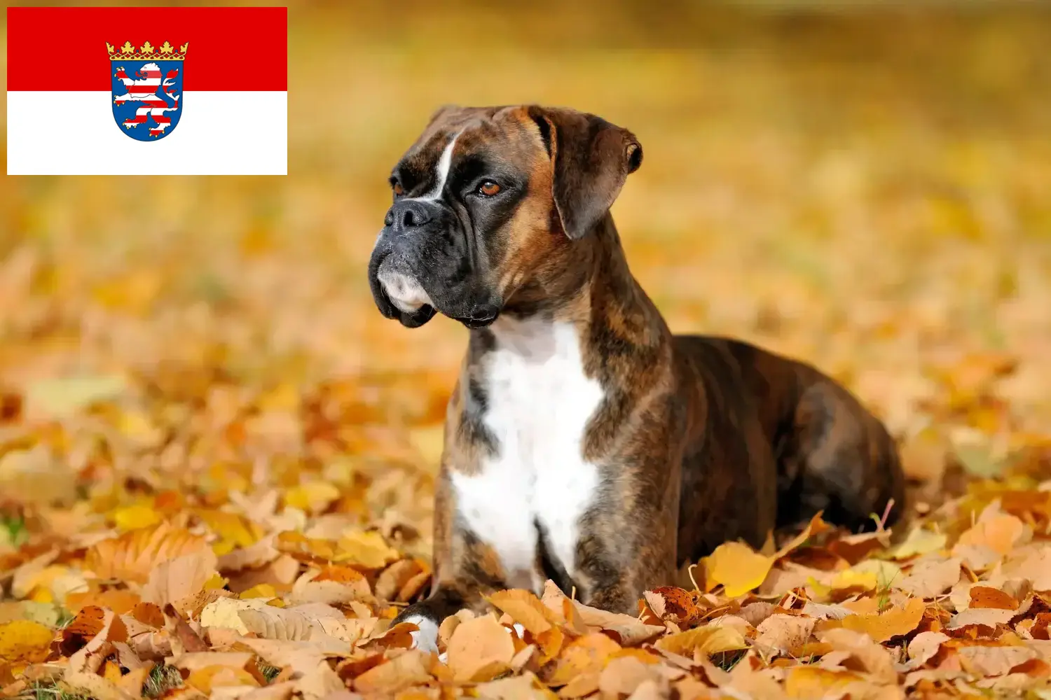 Boxer cachorros e criadores Hessen Aqui pode encontrar criadores de Boxer em Hessen.