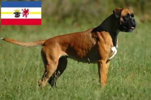 Read more about the article Criadores de boxer e cachorros em Mecklenburg-Vorpommern