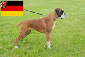 Read more about the article Criadores de Boxer e cachorros em Renânia-Palatinado