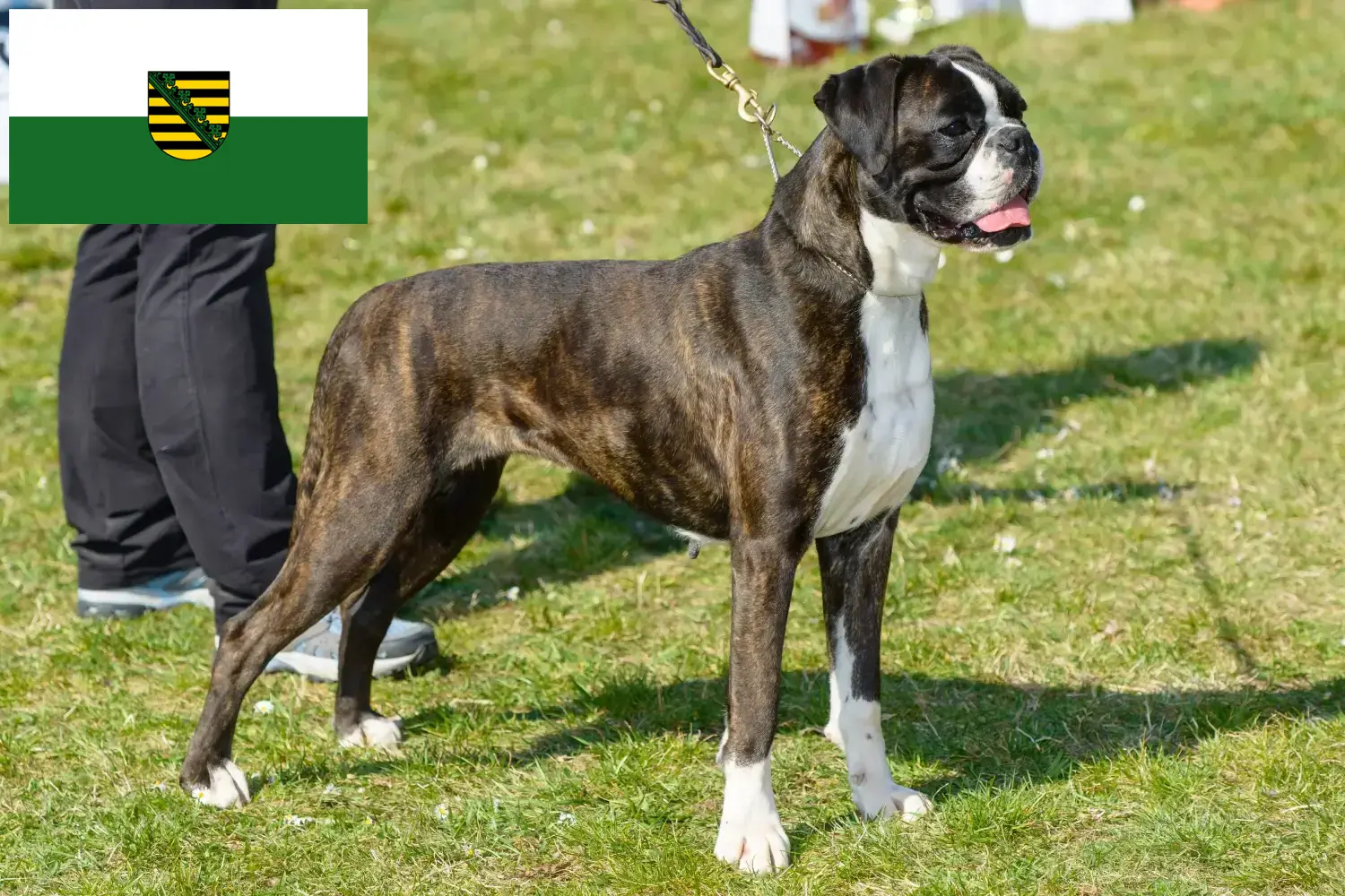 Boxer cachorros e criador Saxónia Aqui pode encontrar criadores de Boxer na Saxónia.