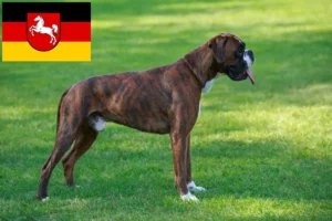 Read more about the article Criadores de boxer e cachorros na Baixa Saxónia