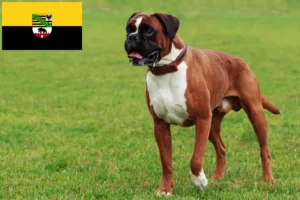 Read more about the article Criadores de boxer e cachorros em Saxónia-Anhalt