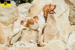 Read more about the article Bracco Italiano criadores e cachorros em Baden-Württemberg