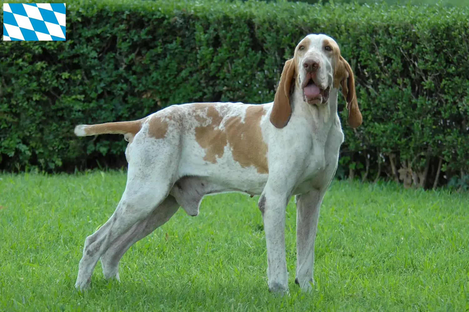 Bracco Italiano cachorros e criadores Baviera Aqui encontra criadores de Bracco Italianos na Baviera.