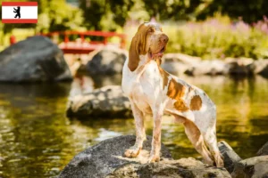 Read more about the article Bracco Italiano criadores e cachorros em Berlim