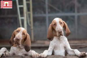 Read more about the article Bracco Italiano criadores e cachorros em Bremen