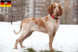 Read more about the article Criadores de Bracco Italiano e cachorros no Sarre