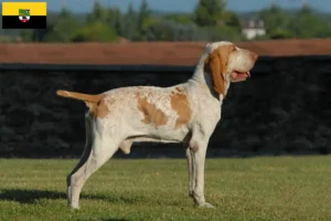 Read more about the article Criadores de Bracco Italiano e cachorros em Saxónia-Anhalt