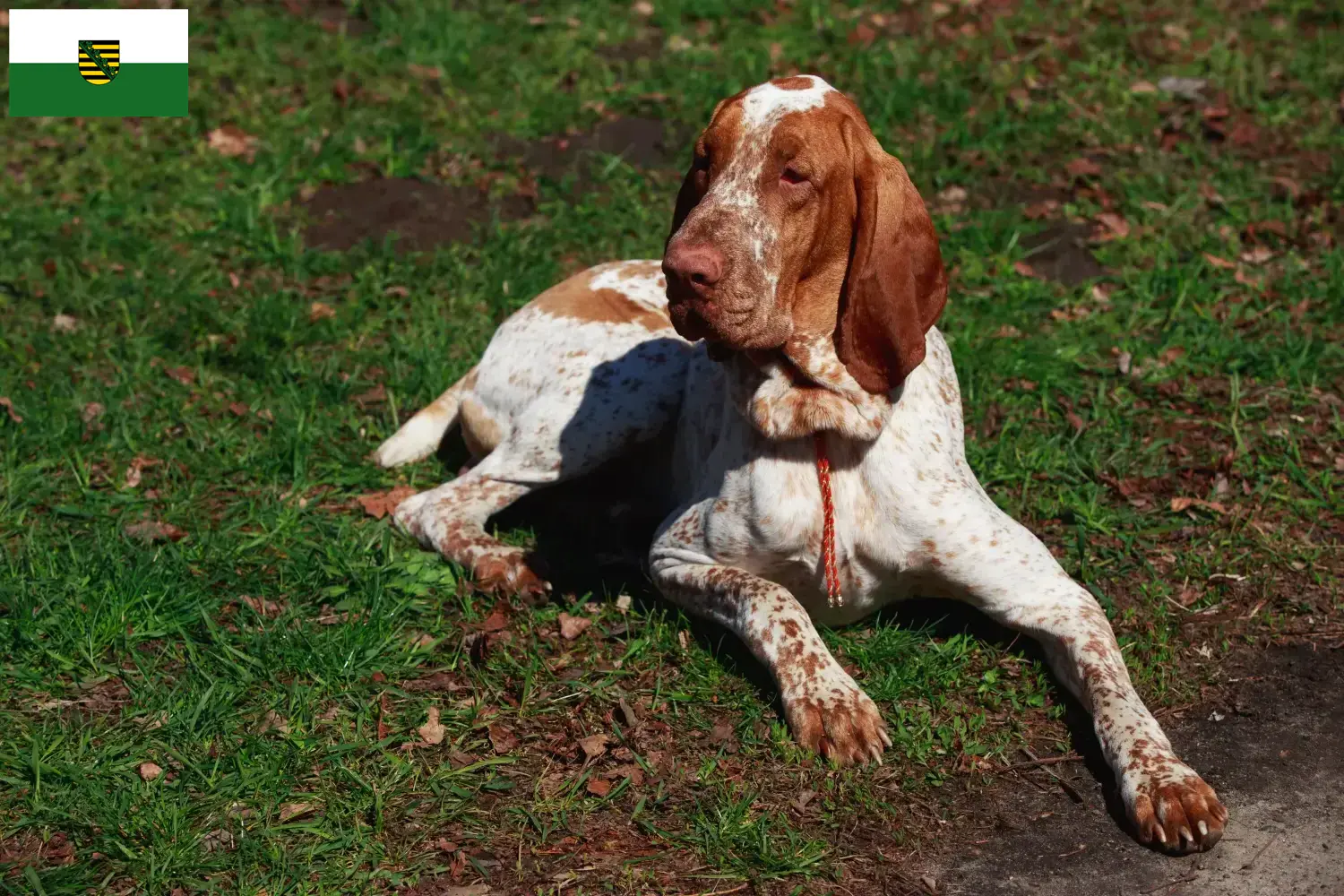 Bracco Italiano cachorros e criadores Saxónia Aqui encontra criadores de Bracco Italianos na Saxónia.