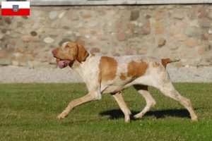 Read more about the article Criadores de Bracco Italiano e cachorros na Turíngia