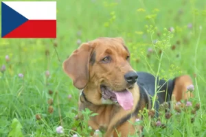 Read more about the article Criadores de Bracke polaco e cachorros na República Checa