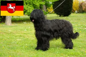Read more about the article Criadores de Briard e cachorros na Baixa Saxónia