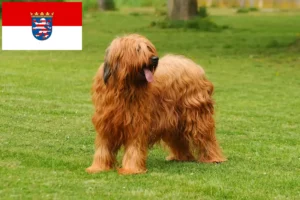 Read more about the article Criadores de Briard e cachorros em Hessen