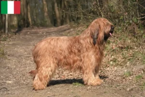 Read more about the article Criadores de Briard e cachorros em Itália