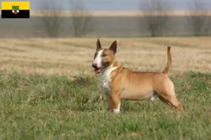Read more about the article Criadores de Bull Terrier e cachorros em Saxónia-Anhalt