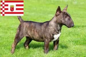 Read more about the article Criadores de Bull Terrier miniatura e cachorros em Bremen