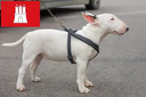 Read more about the article Criadores de Bull Terrier Miniatura e cachorros em Hamburgo