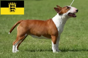 Read more about the article Criadores de Bull Terrier miniatura e cachorros em Baden-Württemberg