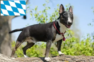 Read more about the article Criadores de Bull Terrier Miniatura e cachorros em Bavaria