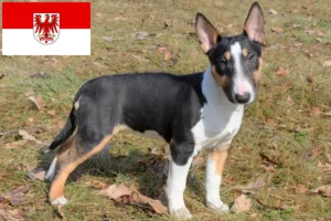 Read more about the article Criadores de Bull Terrier Miniatura e cachorros em Brandenburg