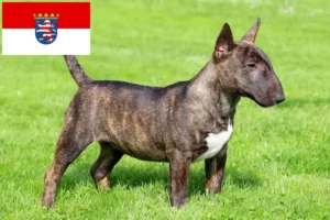 Read more about the article Criadores de Bull Terrier Miniatura e cachorros em Hessen